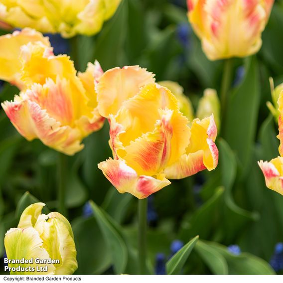 Tulip 'Blushing Parrot'