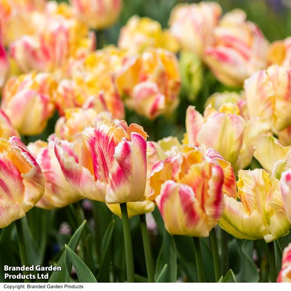 Tulip 'Blushing Parrot'
