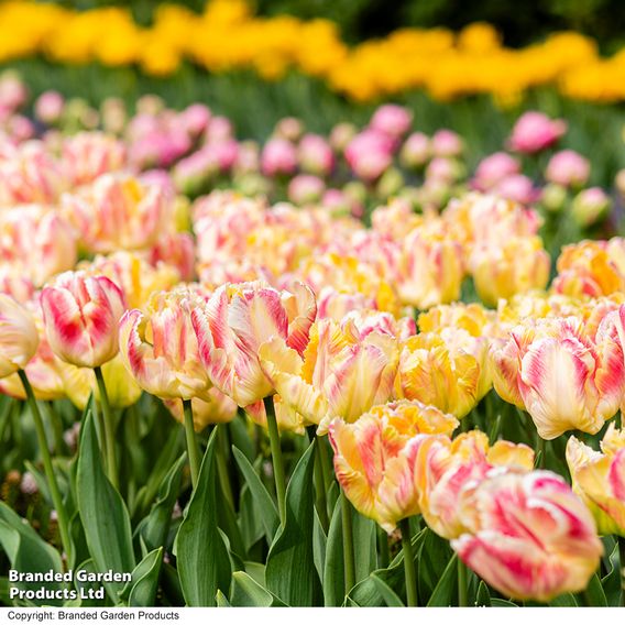 Tulip 'Blushing Parrot'