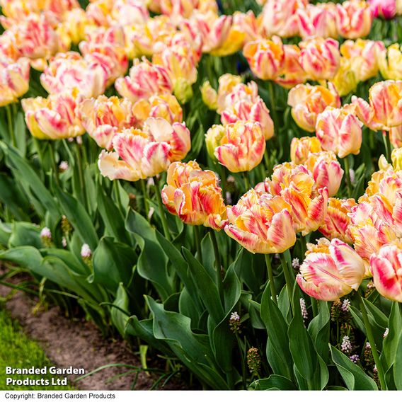 Tulip 'Blushing Parrot'
