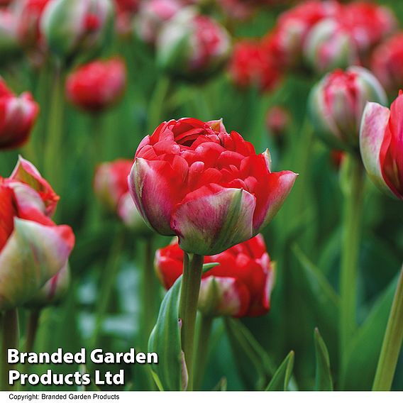 Tulip 'Boombastic Red'