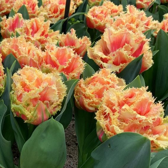 Tulip 'Doubles Collection'