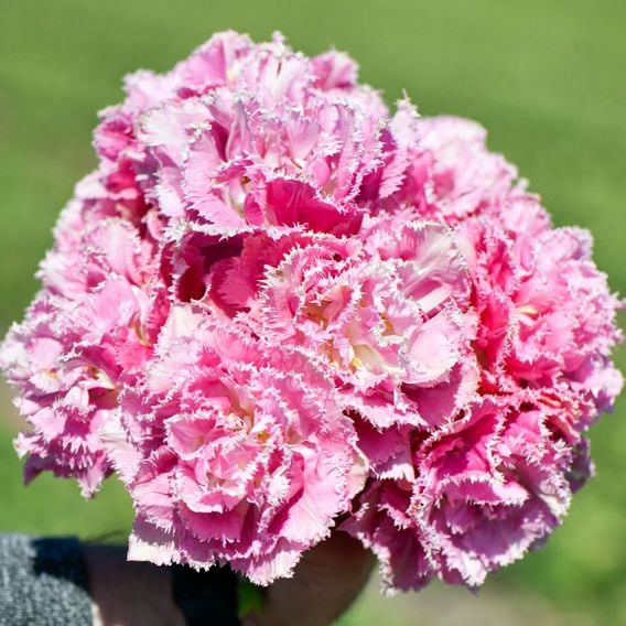 Tulip Frilly Fringed Collection