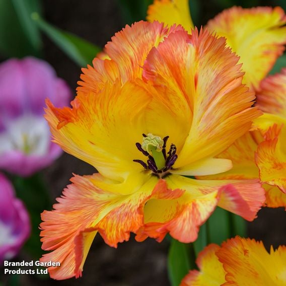 Tulip 'Caribbean Parrot'