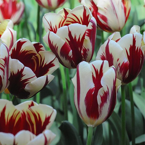 Tulip 'Carnaval de Nice'