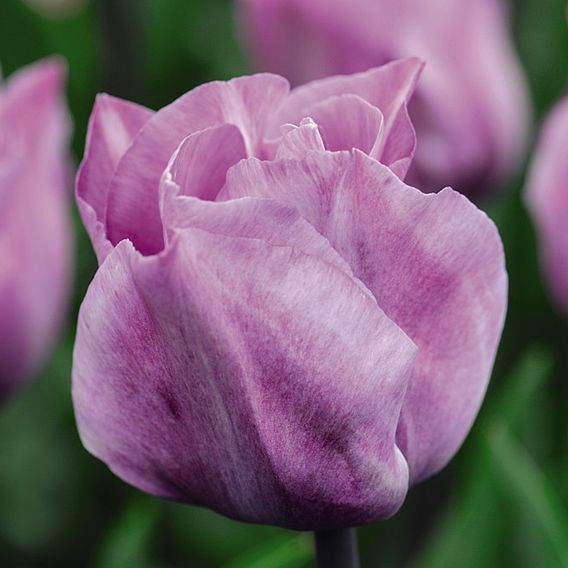 Tulip 'Carré'