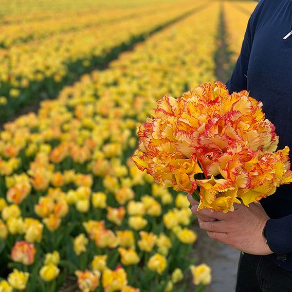 Tulip 'Caribbean Parrot'