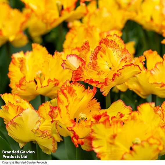 Tulip 'Caribbean Parrot'