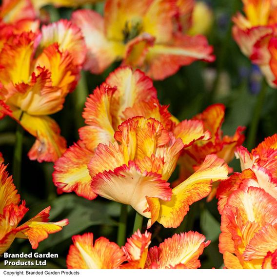 Tulip 'Caribbean Parrot'