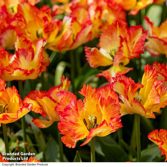 Tulip 'Caribbean Parrot'