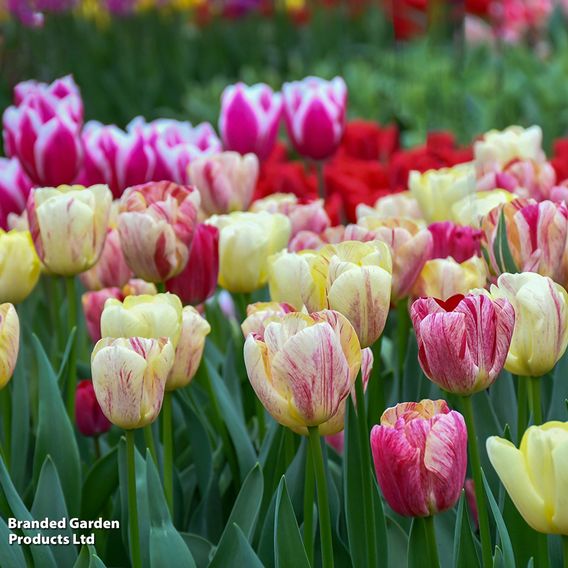 Tulip 'Colour Carnival'