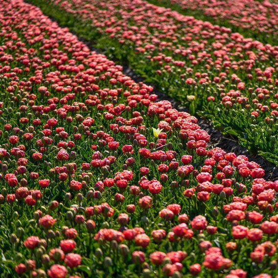 Tulip 'Copper Image'