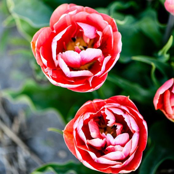 Tulip 'Copper Image'