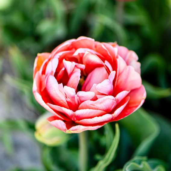 Tulip 'Copper Image'
