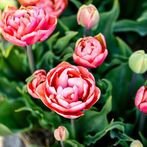 Tulip 'Copper Image'