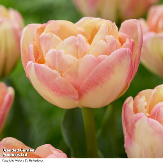 Tulip 'Creme Upstar'