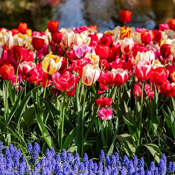 Tulip Cutting Mix