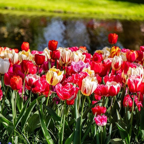 Tulip Cutting Mix