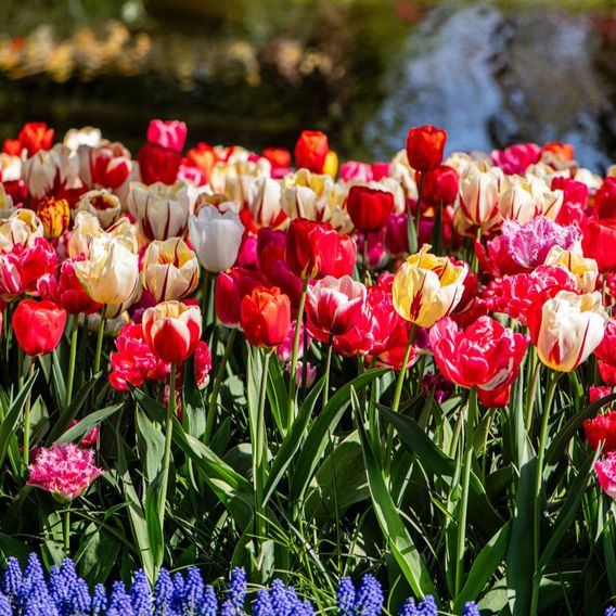 Tulip Cutting Mix