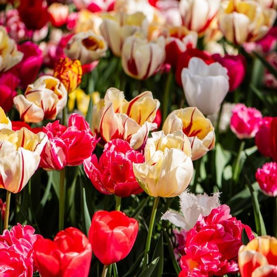 Tulip Cutting Mix