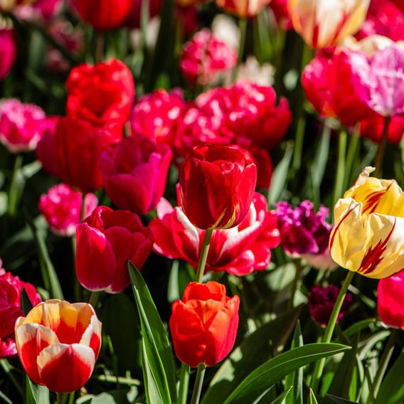 Tulip Cutting Mix