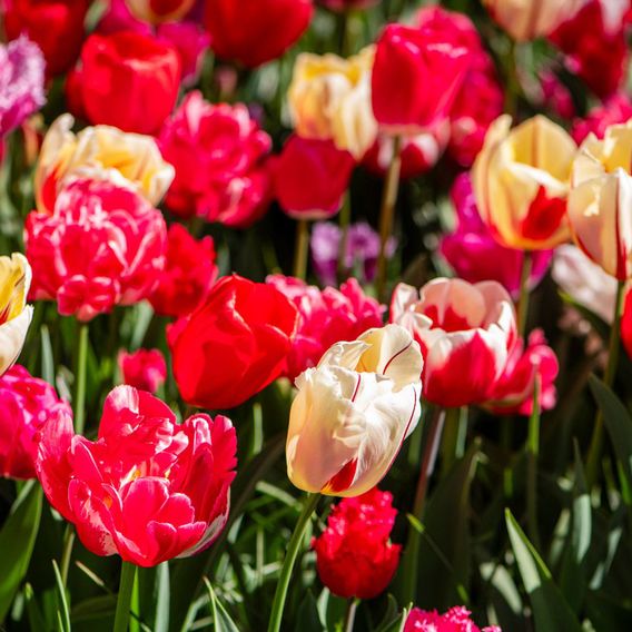Tulip Cutting Mix