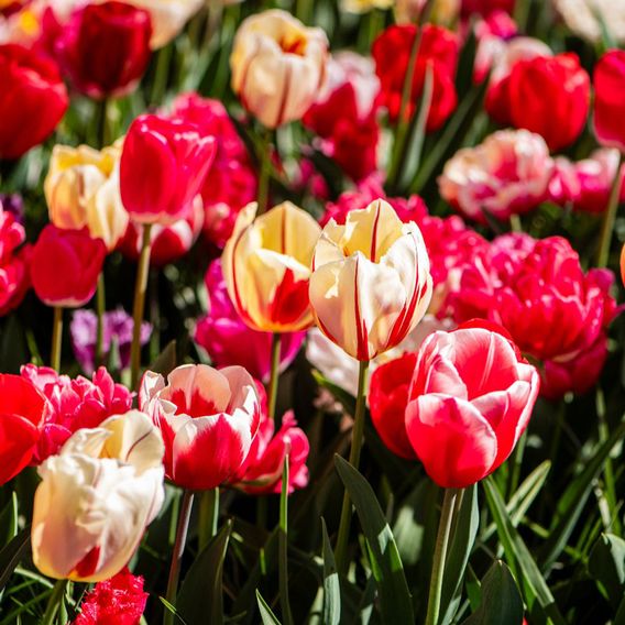 Tulip Cutting Mix