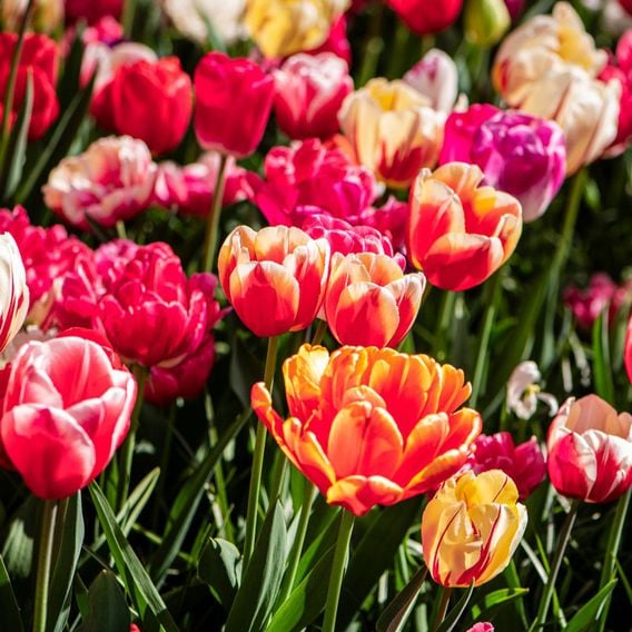 Tulip Cutting Mix