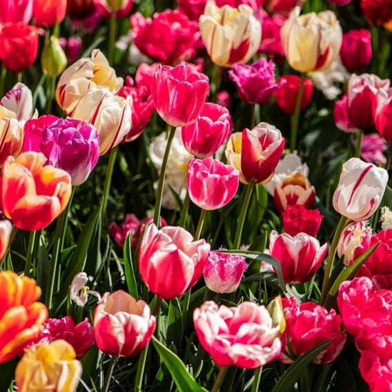 Tulip Cutting Mix