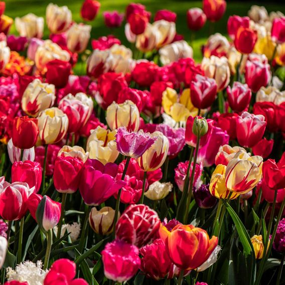 Tulip Cutting Mix