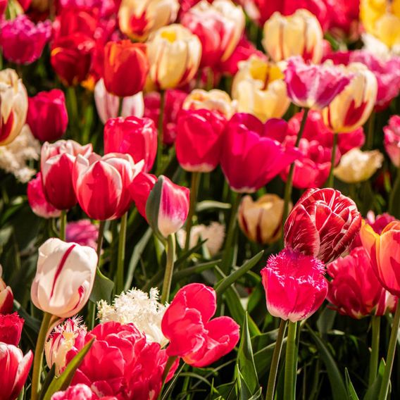 Tulip Cutting Mix