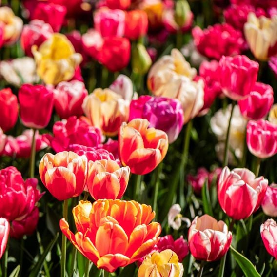 Tulip Cutting Mix