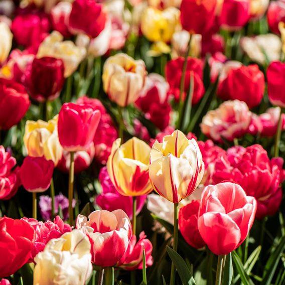Tulip Cutting Mix