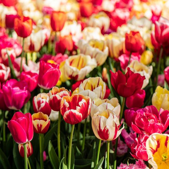 Tulip Cutting Mix