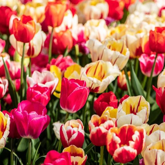 Tulip Cutting Mix