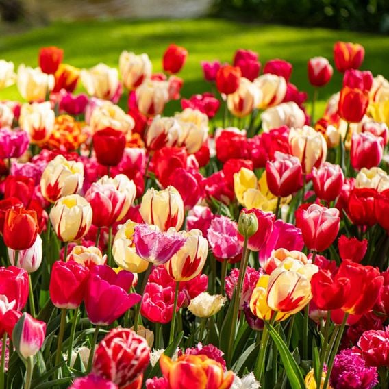 Tulip Cutting Mix