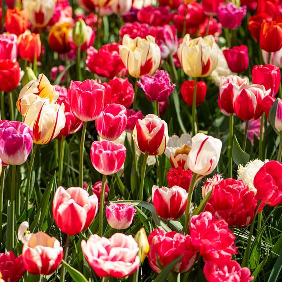 Tulip Cutting Mix