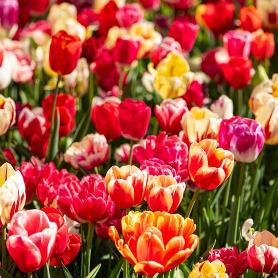 Tulip Cutting Mix