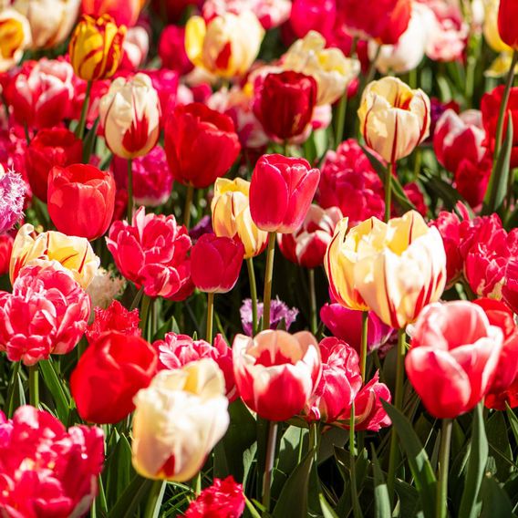 Tulip Cutting Mix