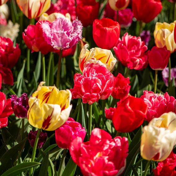 Tulip Cutting Mix