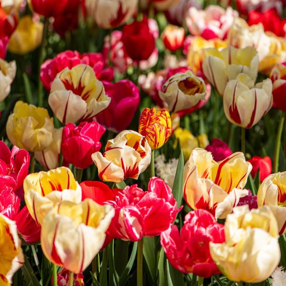 Tulip Cutting Mix