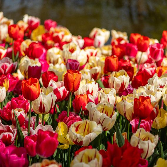 Tulip Cutting Mix