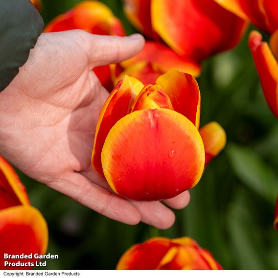 Tulip 'Dafeng'