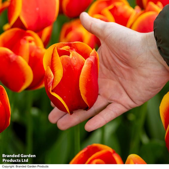 Tulip 'Dafeng'