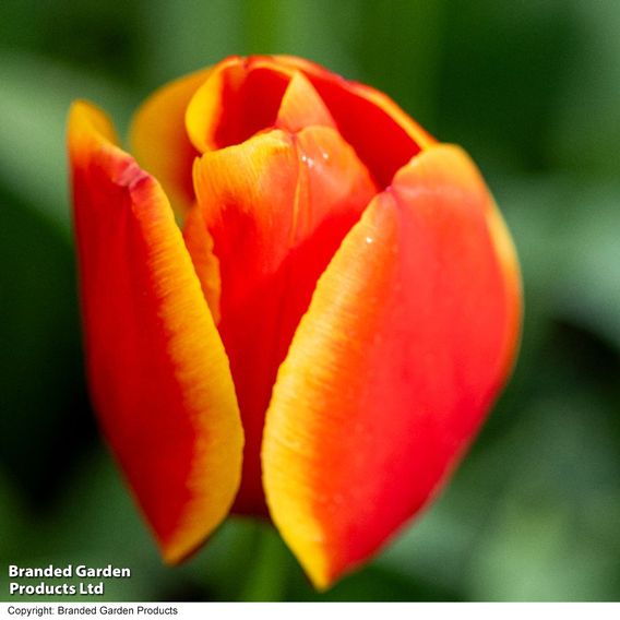 Tulip 'Dafeng'