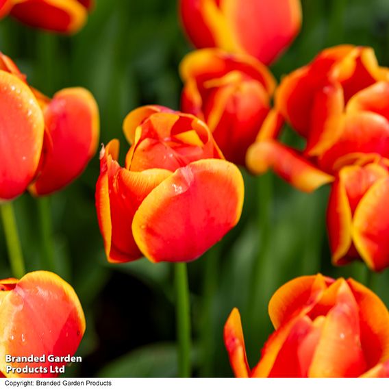 Tulip 'Dafeng'