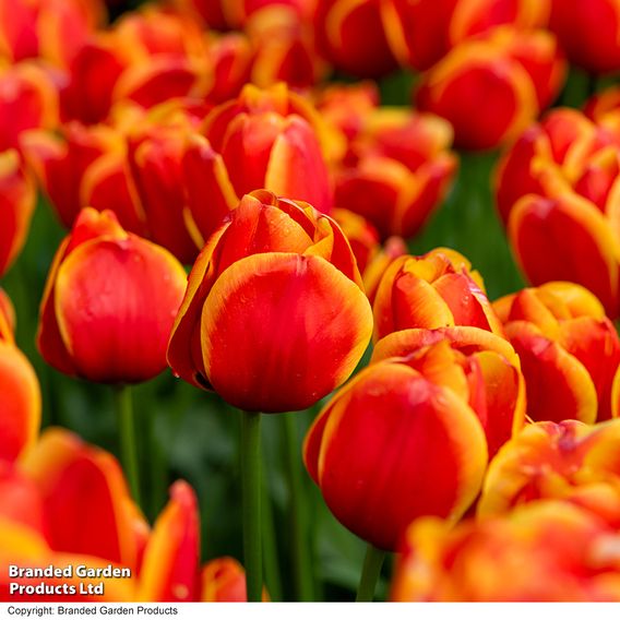 Tulip 'Dafeng'