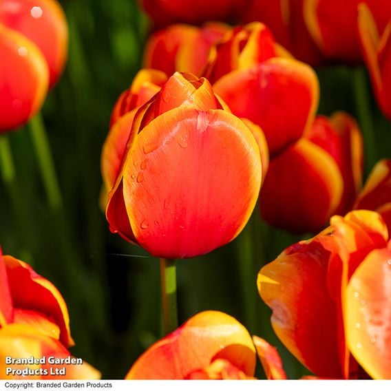 Tulip 'Dafeng'