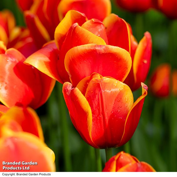 Tulip 'Dafeng'
