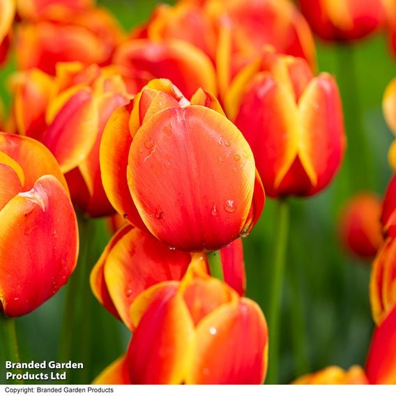 Tulip 'Dafeng'